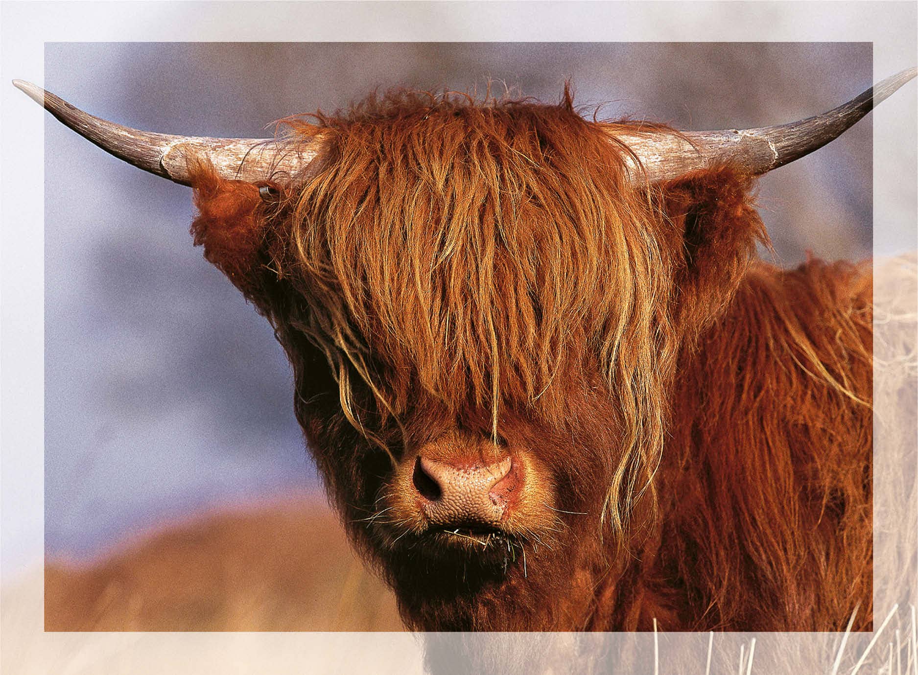 Island Blue Publishing – wholesale Vardagliga hälsningskort – Stort gratulationskort ditt drag!0