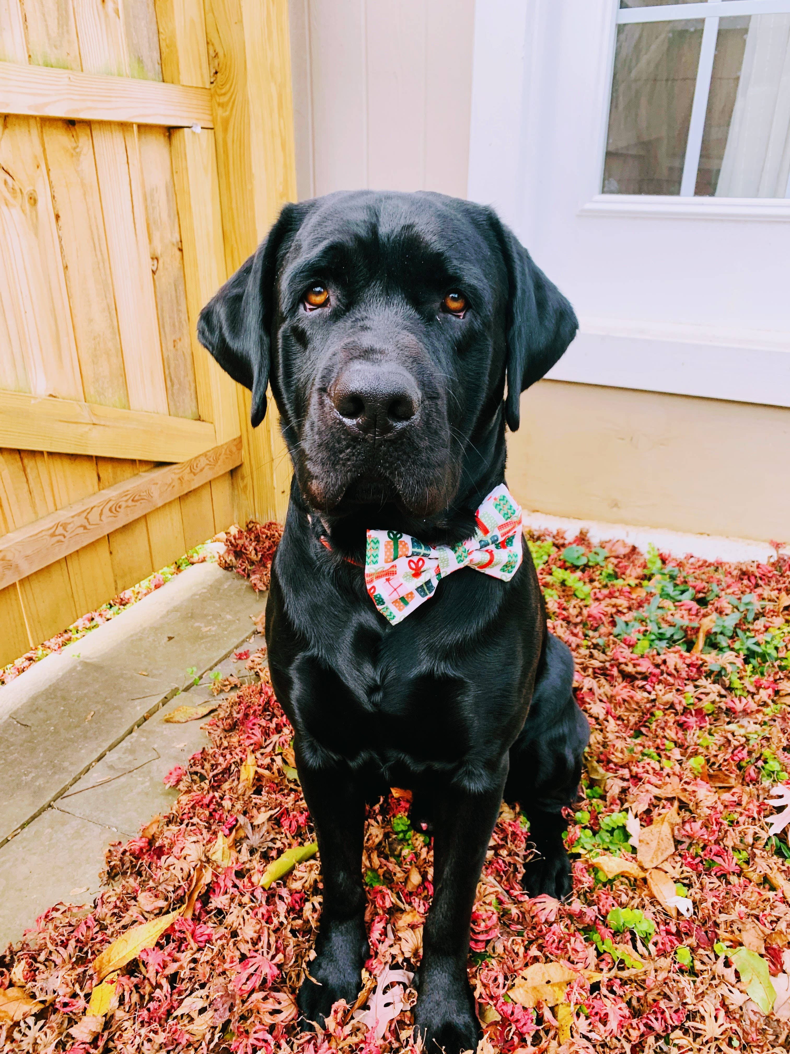 Walking Paws Boutique - Wholesale Pet Bow Tie - Dog - Assortment pet bowties, adjustable and removable, holiday5