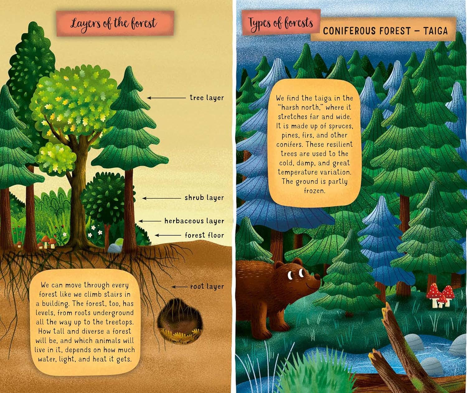 Fox Chapel Publishing - Wholesale Nature & Outdoors - Exploring the Fascinating World of the Forest3