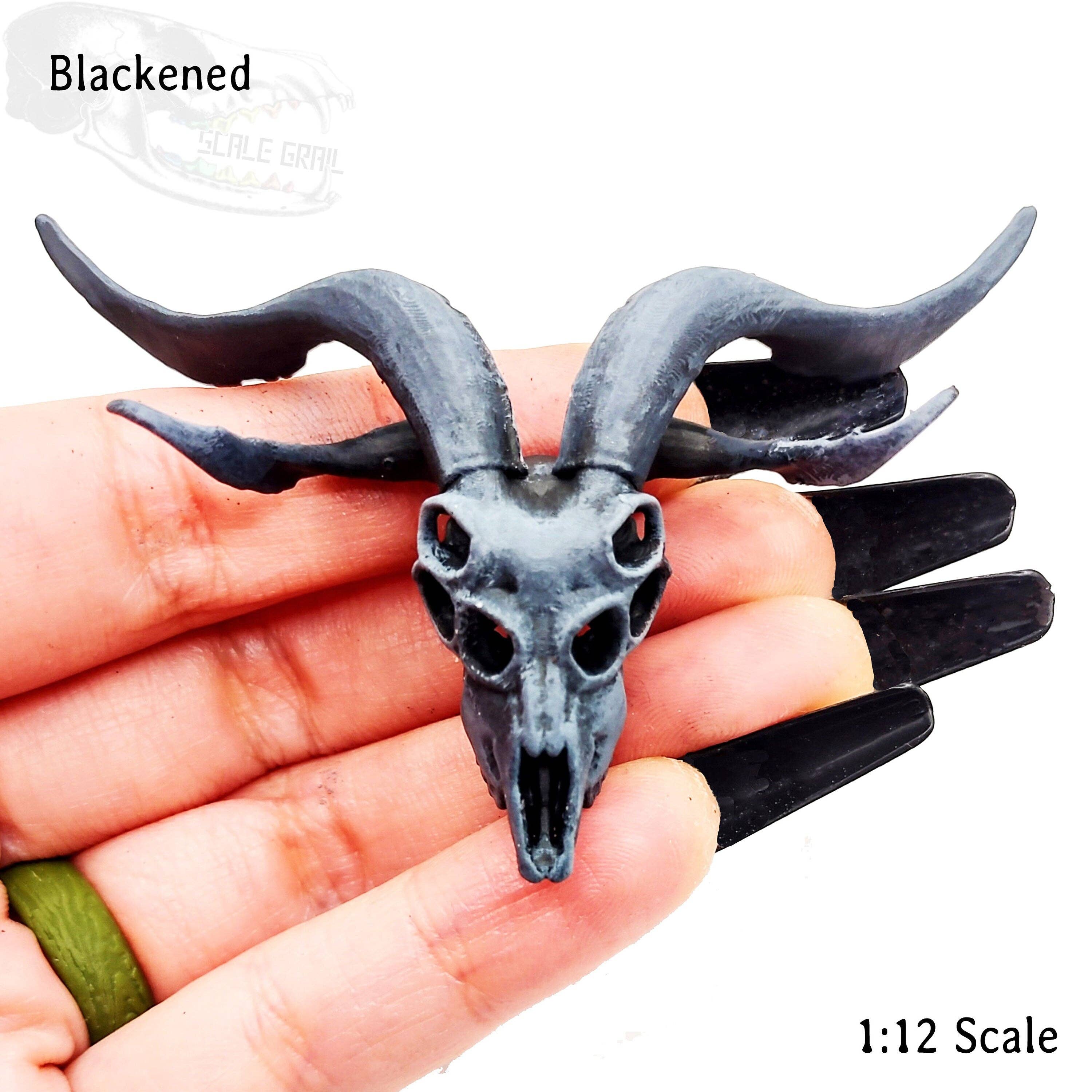 【MAISON MINED】22SS★ SKULL GOAT HALF T Real Domestic Goat Skull (Medium) For Sale — Skulls