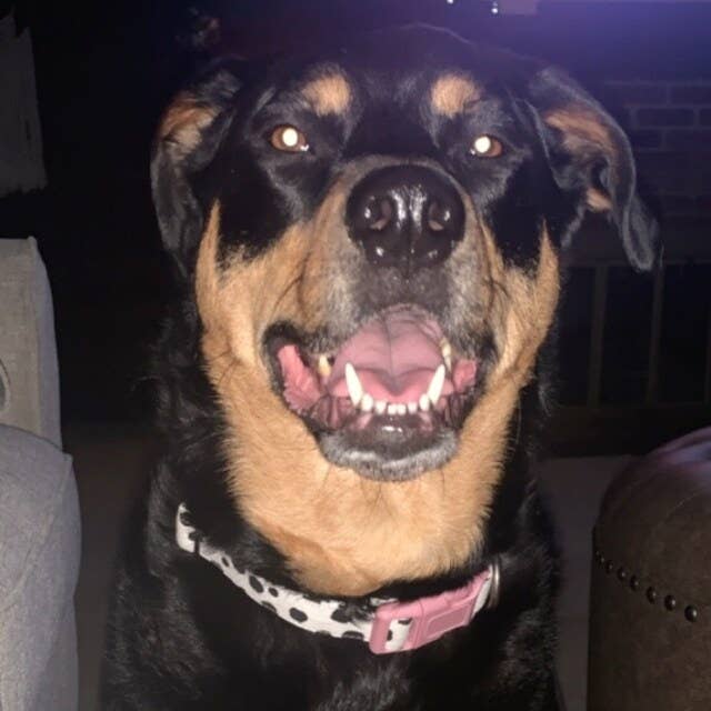 Very Vintage Designs - Wholesale Pet collar – Cat/dog - Moo - Cow Organic Cotton Pet (Dog & Cat) Collar14