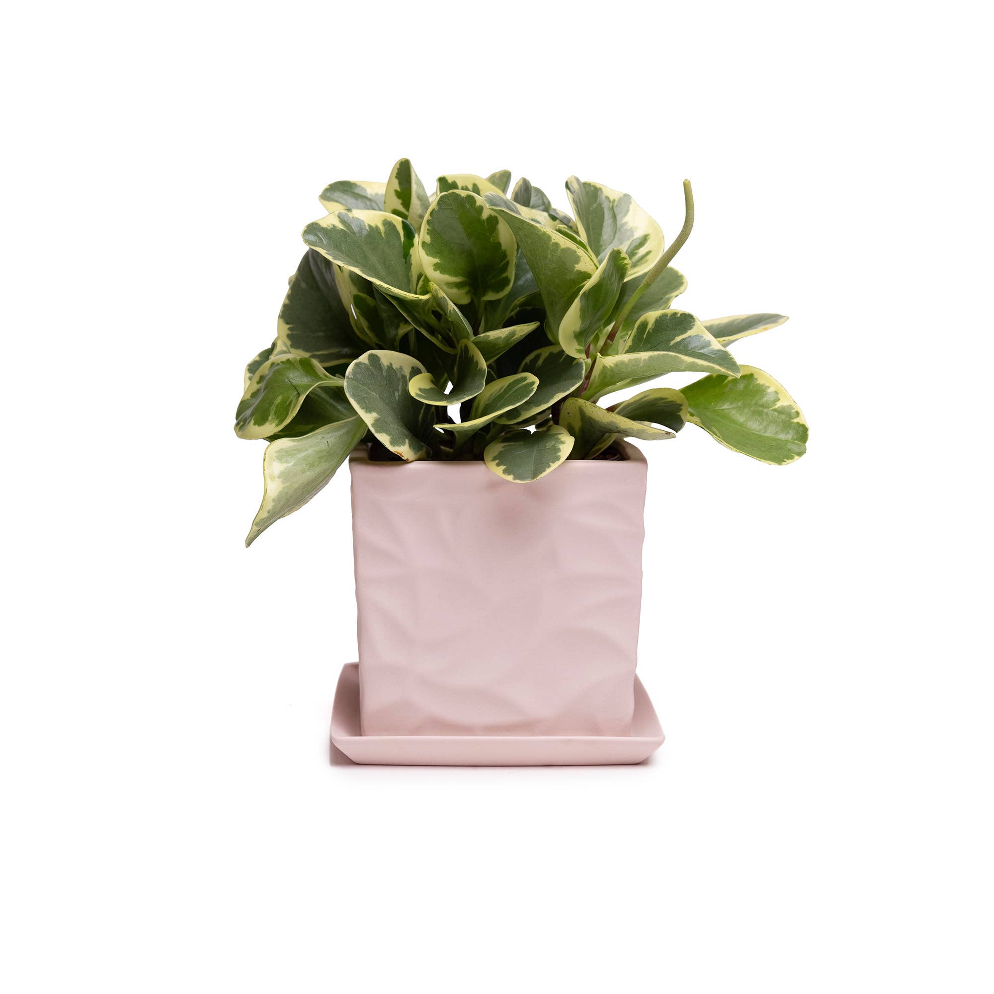 Chive - Wholesale Plant Pot - Handmade Ceramic Virago Pots | Artisan Plant Planters29