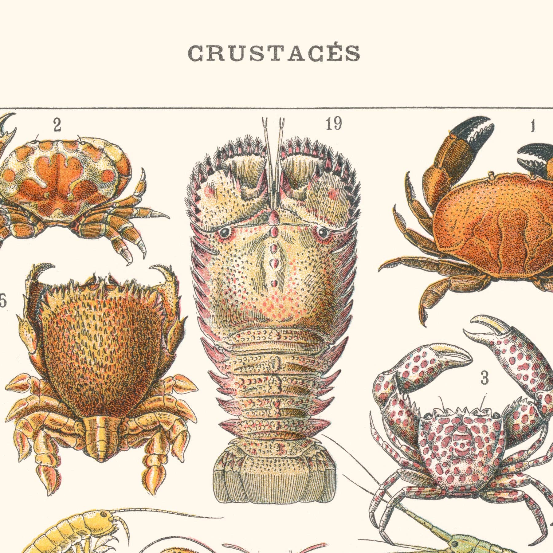 Aster Edition - Wholesale Poster - Poster: Crustaceans7
