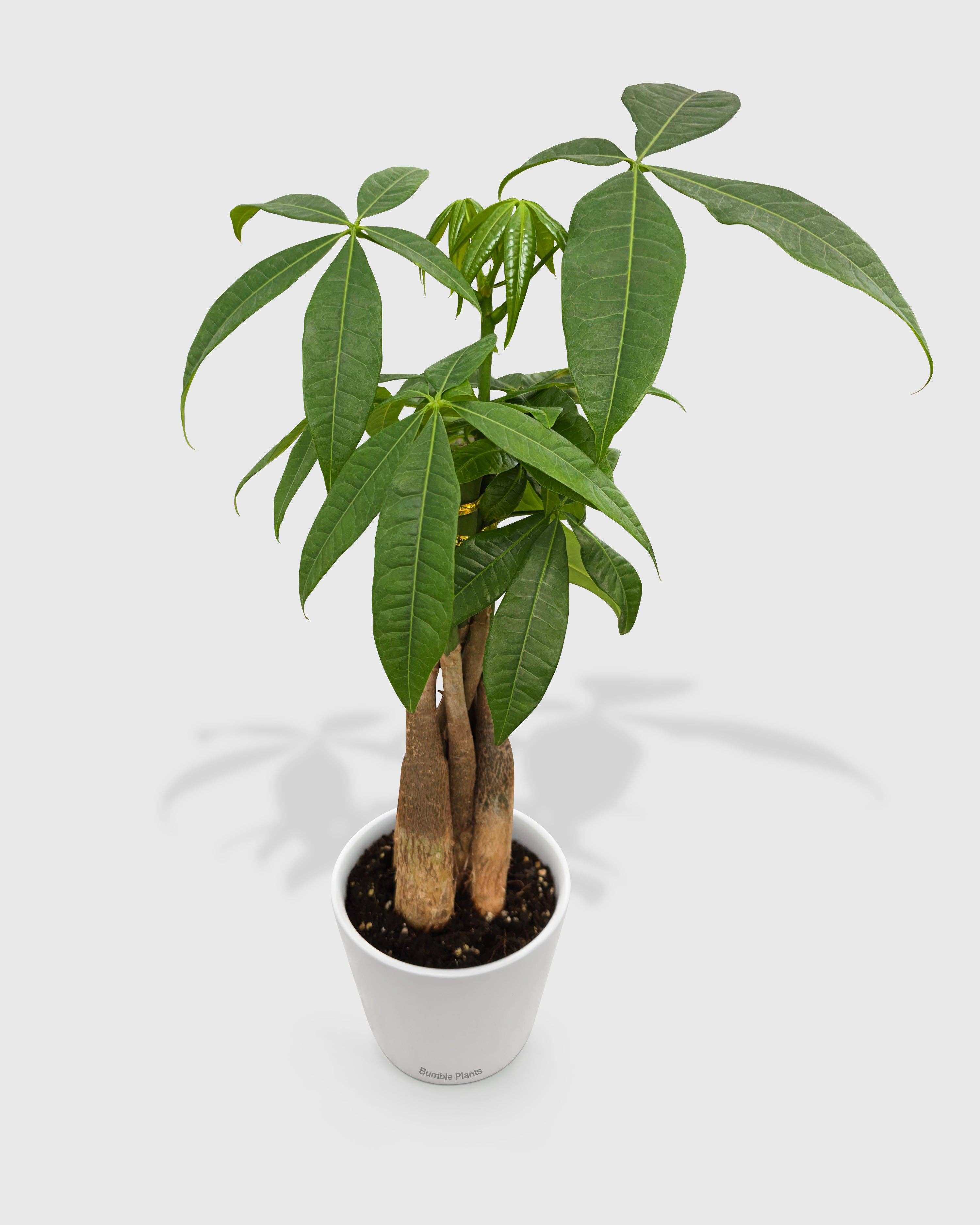 Bumble Plants - Vente Plante - Galon Pachira Money Tree « Châtaigne de Guyane »2