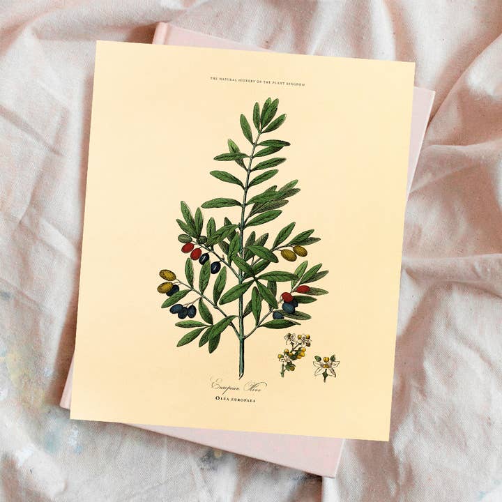 Olive Branch Botanical | Art Print for wholesale by Lindsay Letters