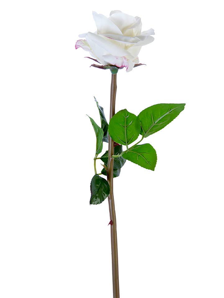 25" FRESH TOUCH OPEN BEAUTY ROSE for wholesale by American Best