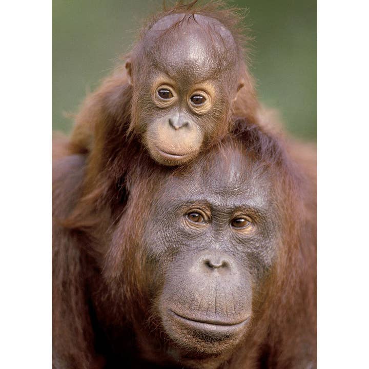 Orang Utan Mother With Her Baby for wholesale by Retrospect Greeting Cards