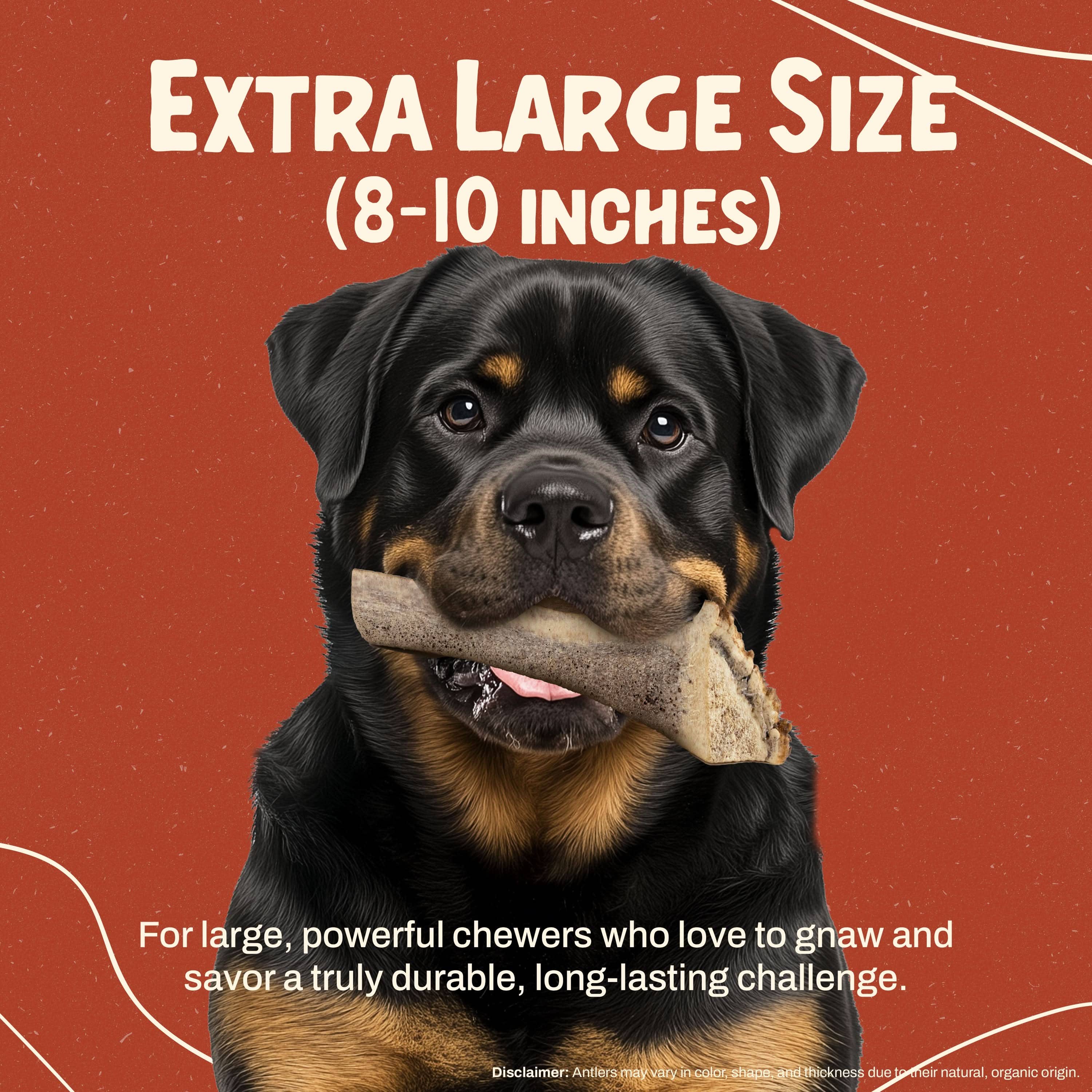 Heartland Antlers - Wholesale Pet Chew Toy - Dog - Split Elk Antler Chew - Extra Large (65-85 lbs)2