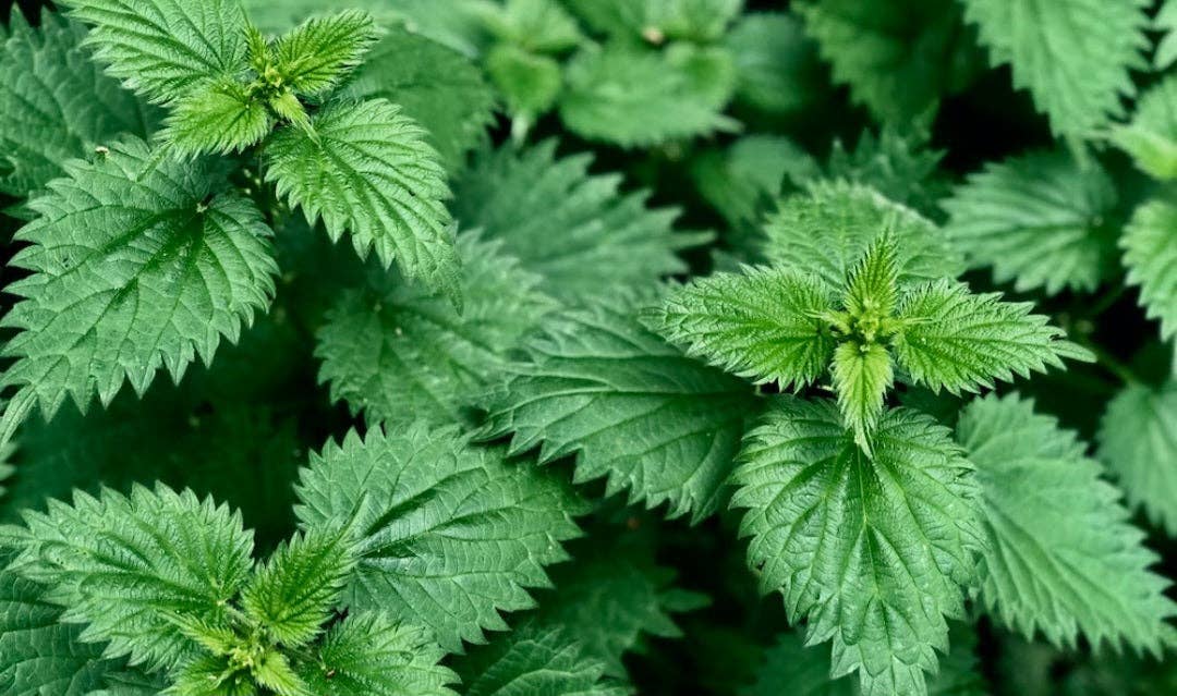 House Of Soil & Soul - Wholesale Tincture - Stinging Nettle Tincture1