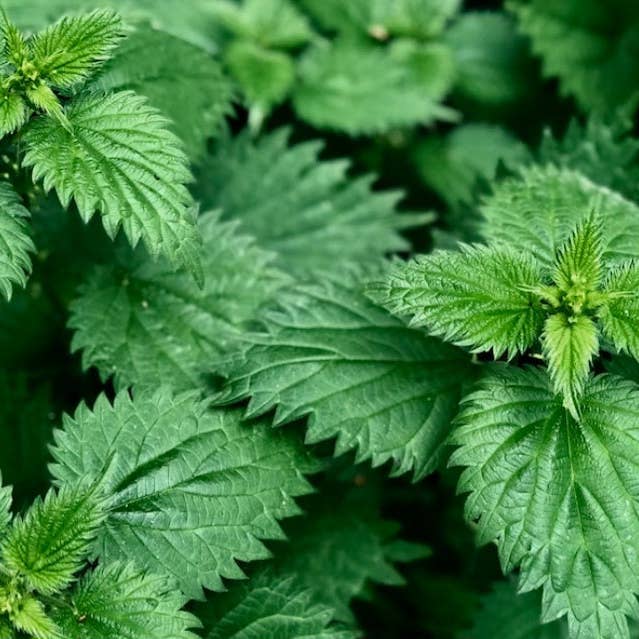 House Of Soil & Soul - Wholesale Tincture - Stinging Nettle Tincture1