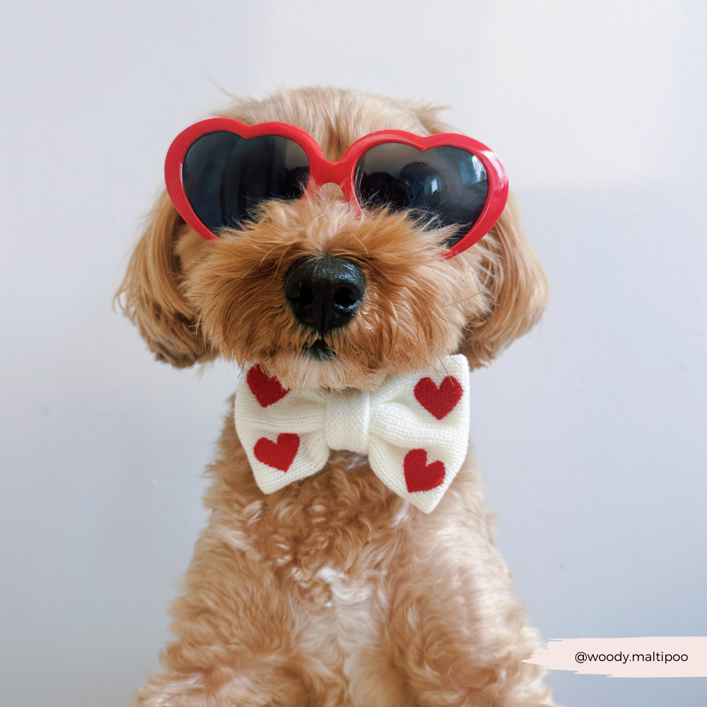 Cocopup London - Wholesale Pet Harness - Dog - Hugs & Knitted Adjustable Neck Harness20