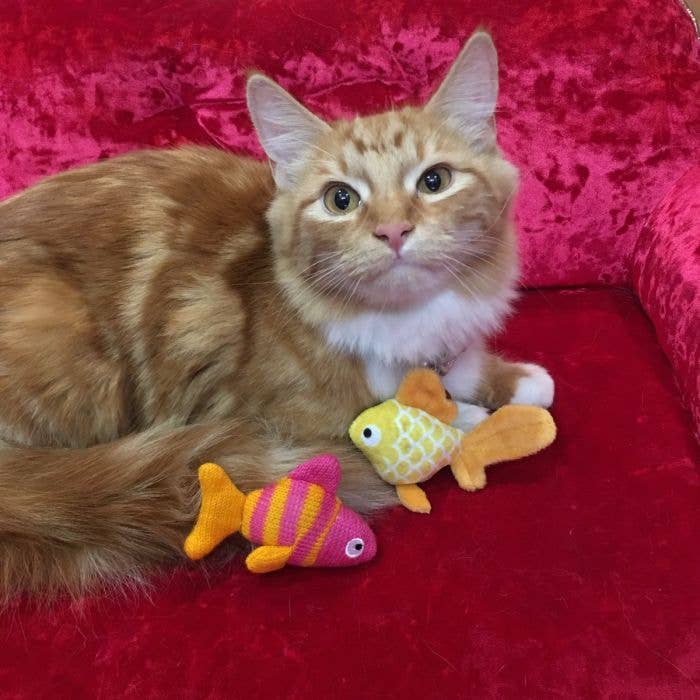 PetLondon – wholesale Pet toy set – Cat – Fish Gift Set for Cats2