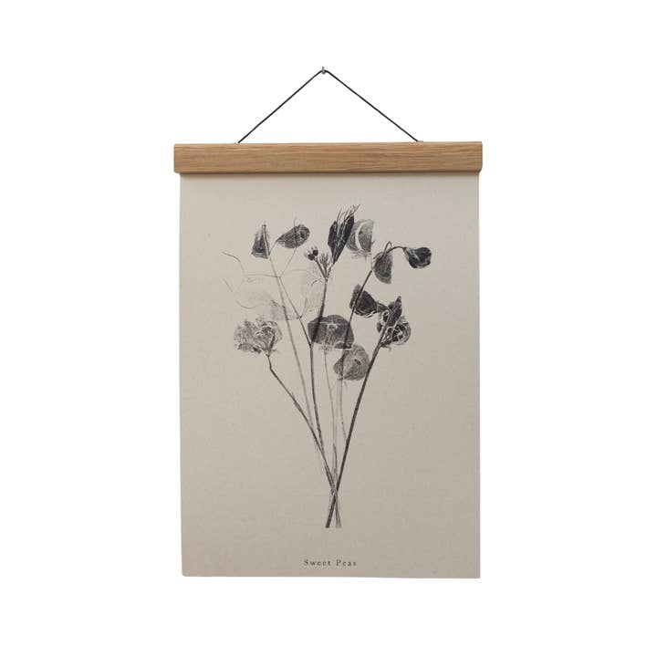 Alicia Breakspear - Wholesale Art Print - Botanical Art Print A5 A4 A3 Sweet Peas Flower Print