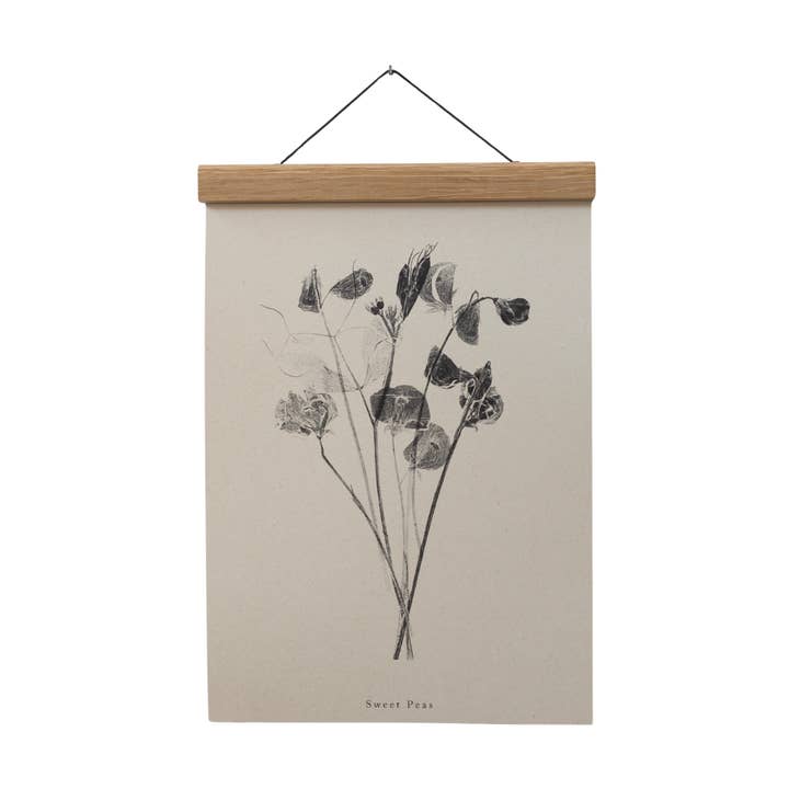 Alicia Breakspear - Wholesale Art Print - Botanical Art Print A5 A4 A3 Sweet Peas Flower Print 7