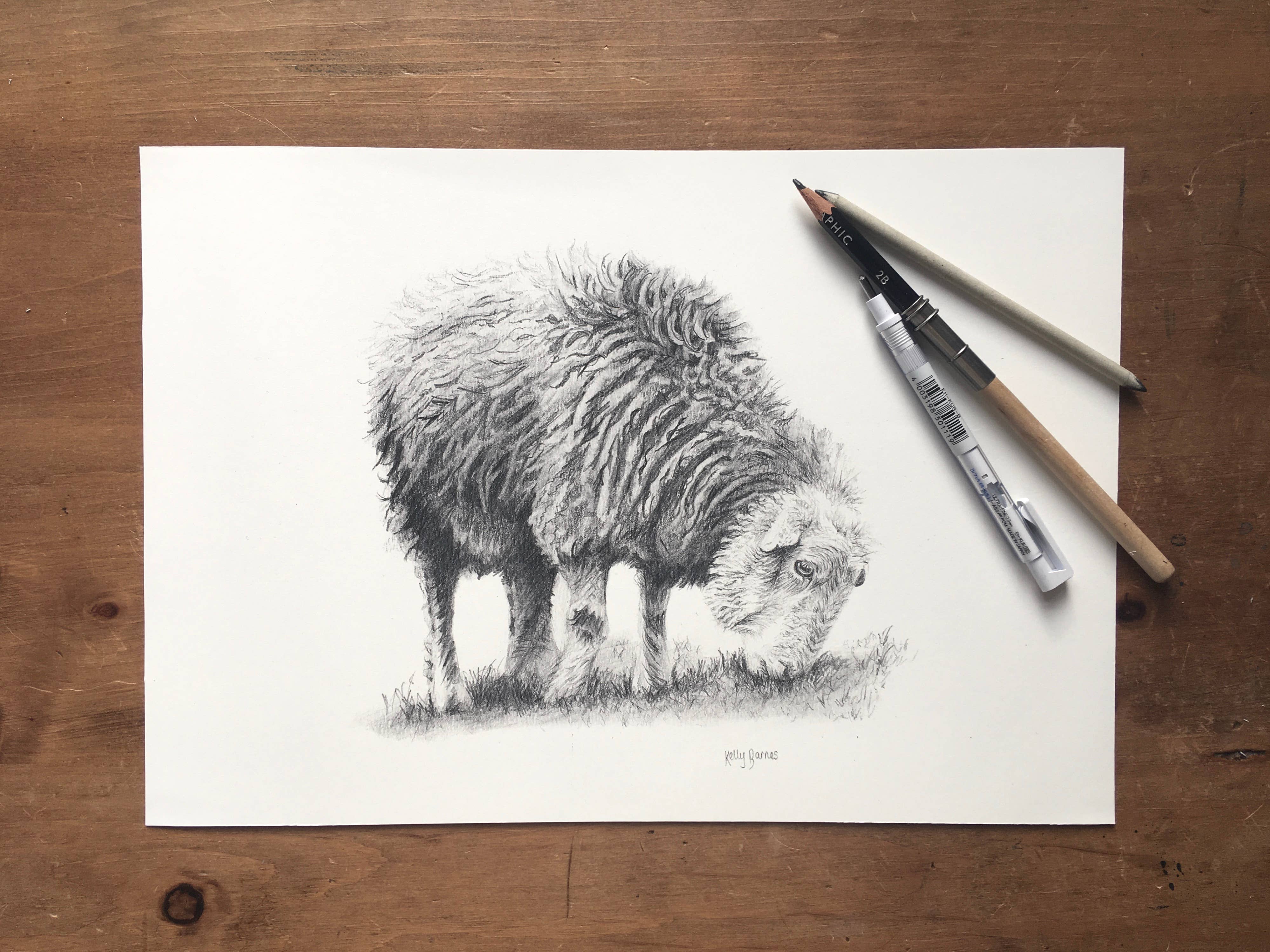 Kelly Barnes Portraits – wholesale Art print – Herdwick Sheep Mounted Print | Pencil Drawing | Farm Animals4