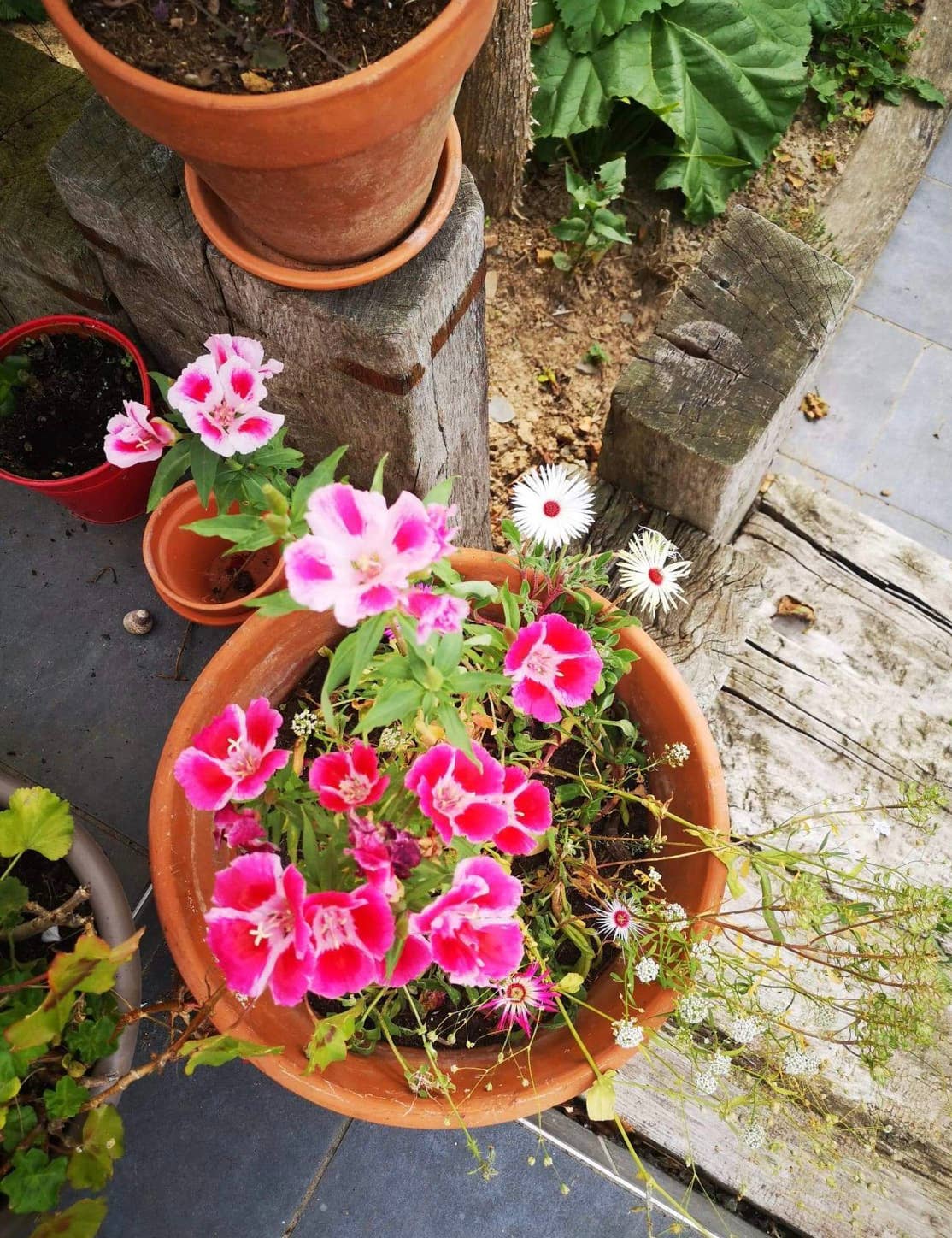 Les cartes de Lulu - Wholesale Gewone wenskaart - Kaarten voor alle gelegenheden: bruiloft, geboorte, pensioen4