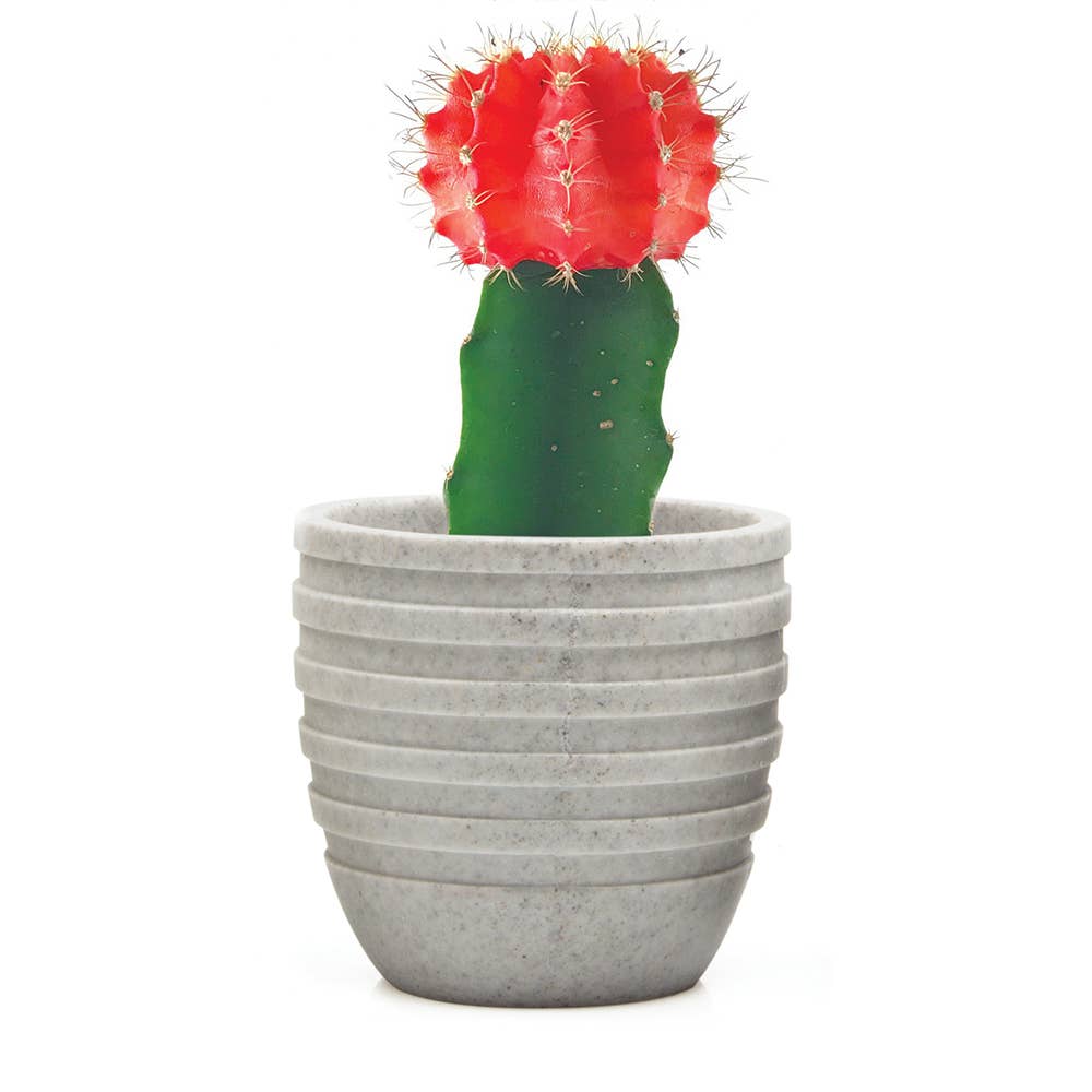 Chive - Wholesale Plant Pot - Stagma Succulent Planter Flower Pot For Indoor Plants SALE3