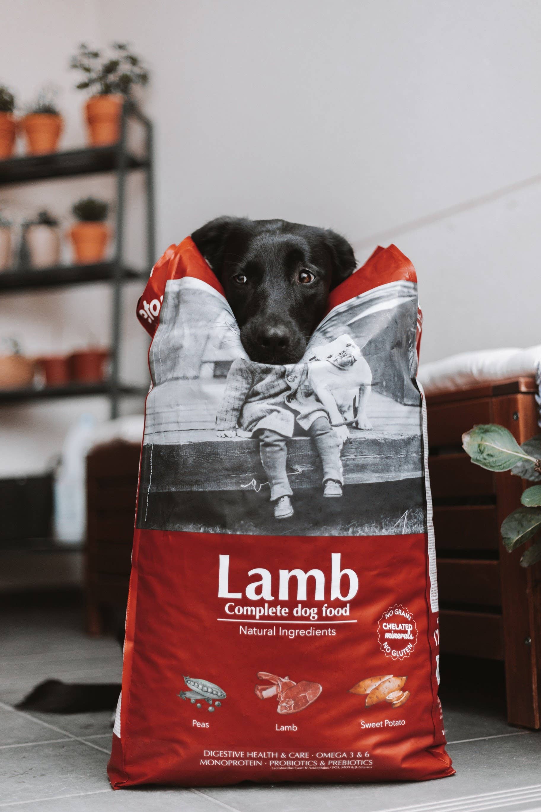 POCURULL SL (Retorn) - Wholesale Pet Food - Dog - Regular Croquette Natural Lamb Dog Food2