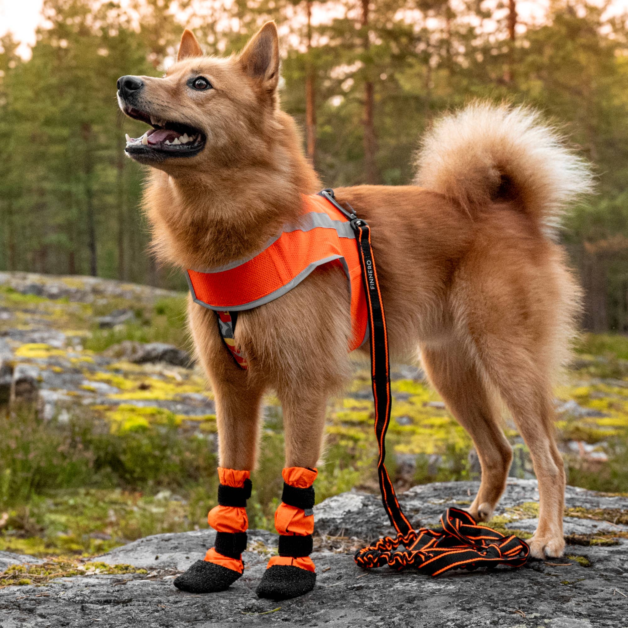 FINNERO - Vente Bottines – chien - FINNERO SULO bottines de protection pour chien, 2 pièces, orange5
