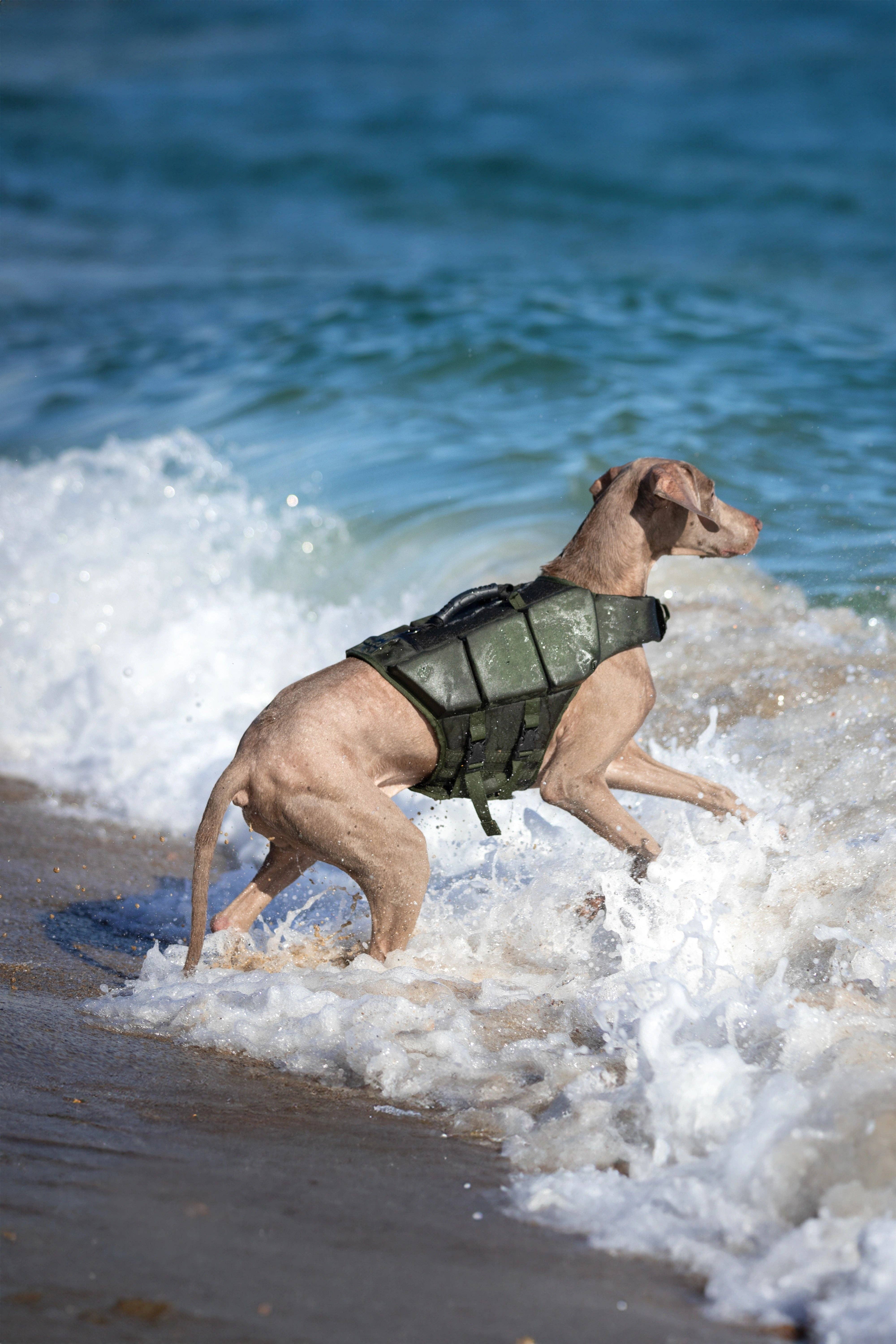 NOAH AND PAW LLC - Vendita all'ingrosso Giacca - Cani - Salvagente per cane Human Standards con supporto in schiuma 3x massimo galleggiamento - Verde21