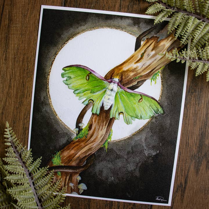 Luna Moth Fine Art Print 8"x10" | "Tattered Wings" for wholesale by ANR Illustrations