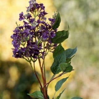 Mezu Silk Flowers - Wholesale Artificial Flowers - Artificial Mauve Long Lilac Silk Flowers Stems