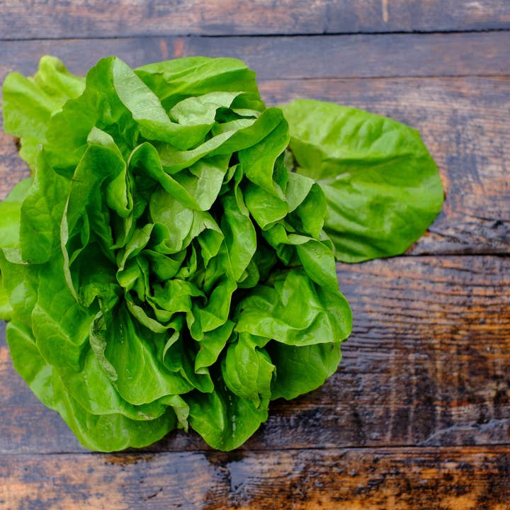 Bentley Seed Co. - Wholesale Plant Seeds - Lettuce-Buttercrunch Bib 19633