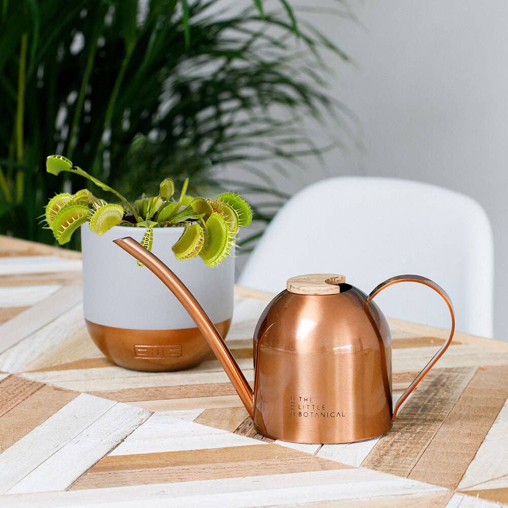 The Little Botanical – wholesale Live plant – Venus Fly Trap Plant5