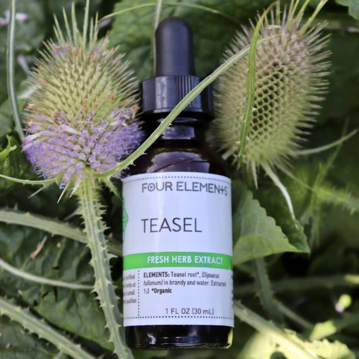 Four Elements Organic Herbals - Wholesale Tincture - Teasel Tincture - 1 oz