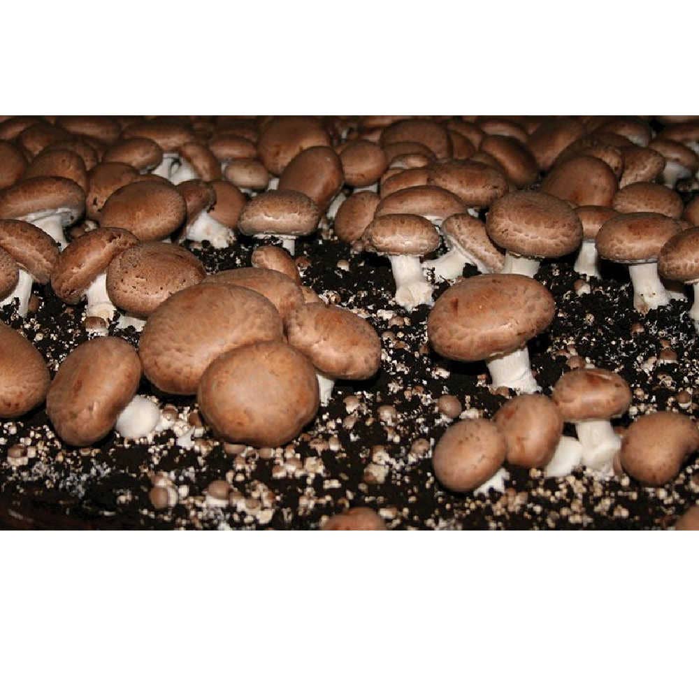 Midwest Grow Kits - Wholesale DIY Food Kit - Portobello Liquid Culture Syringe (10cc)1