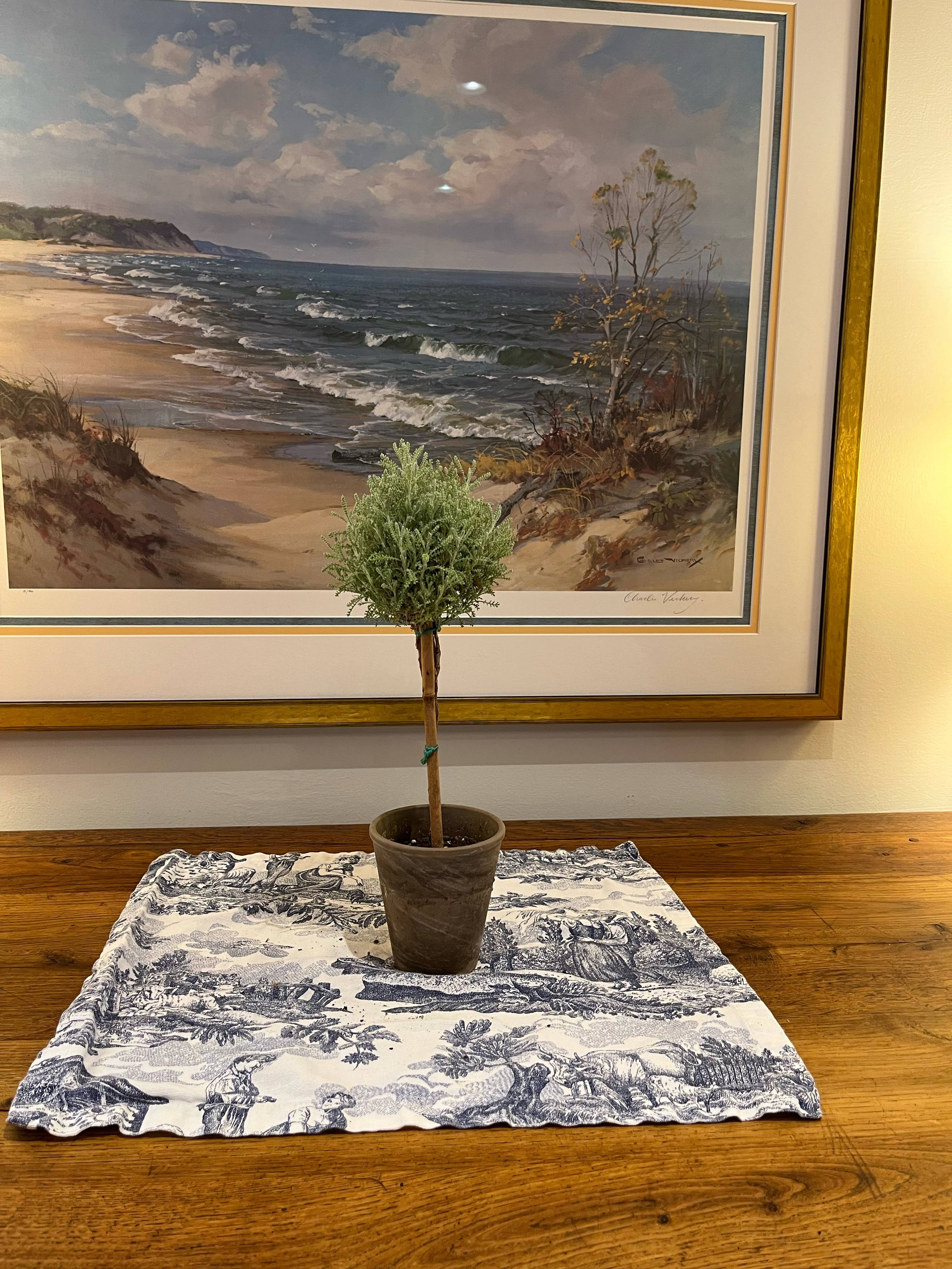 Sunrise Topiaries - Wholesale Live Plant - Live Cotton Lavender Topiary in 4 inch pot3