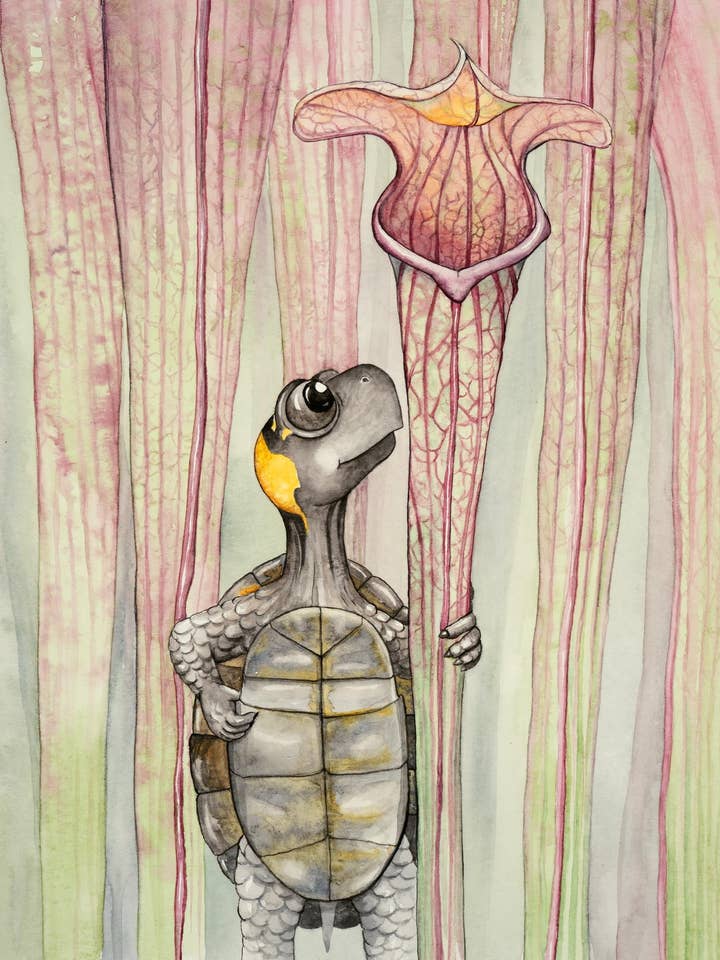 Bog Turtle & Jones Pitcher Plant Giclee Watercolor Print for wholesale by Katie Crawford Art