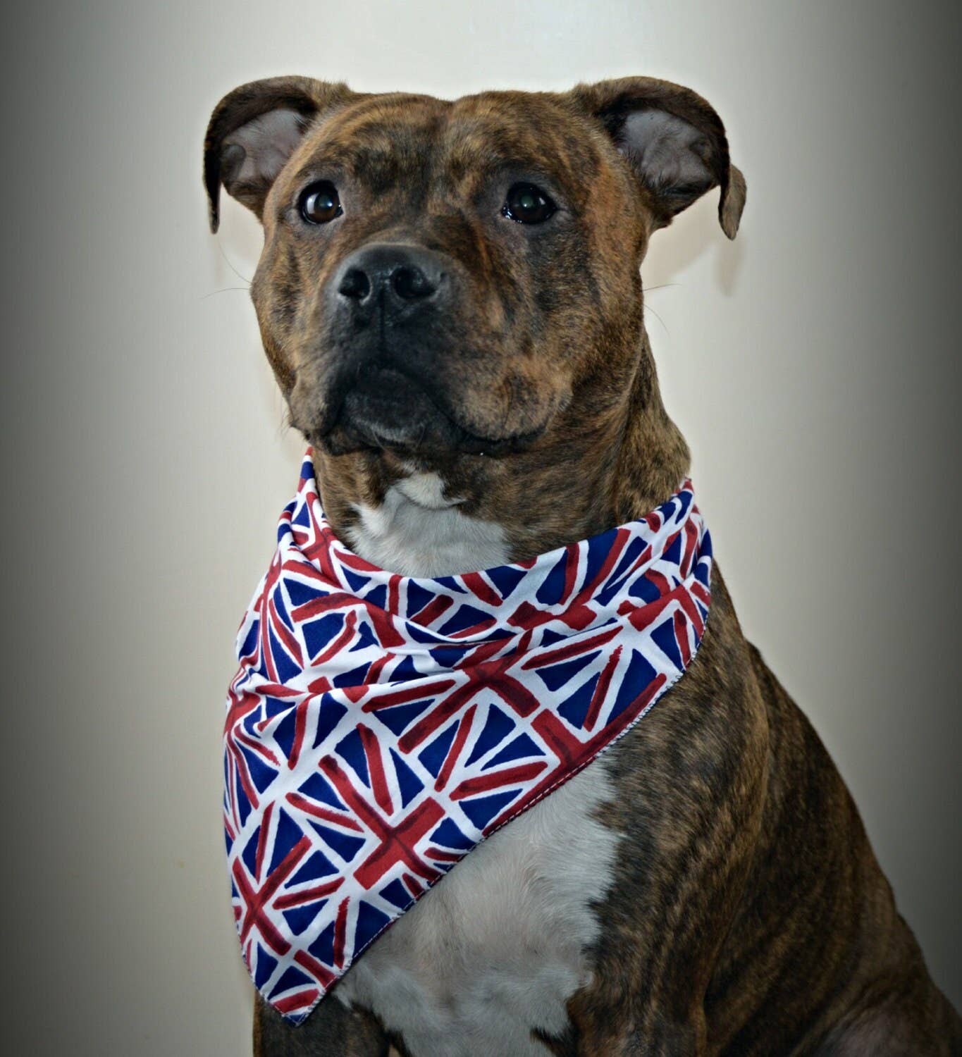 Pet Pooch Boutique - Vente Bandana – chien - Bandana à nouer pour chien/chiot Union Jack - Fait main5