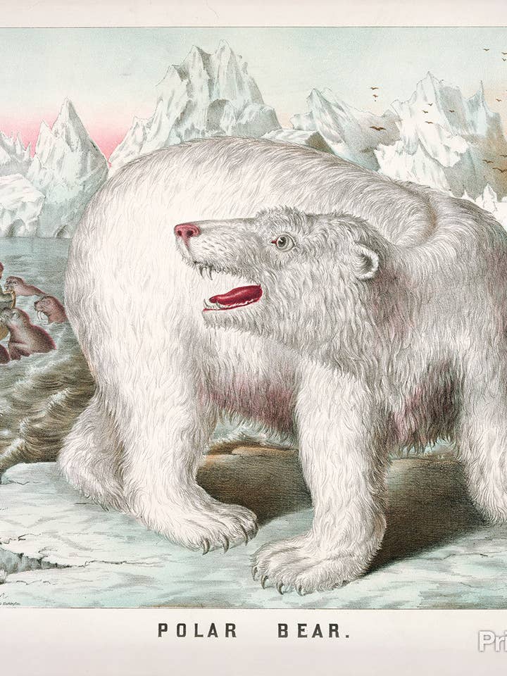 Petrified Polar Bear for wholesale by Print Collection