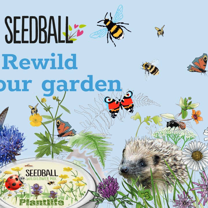 Seedball – wholesale Plant seeds – Bumblebee Seedball Wildflower Boxes3