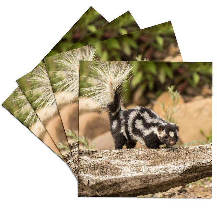 3dRose - Wholesale Coasters - 3dRose, Pine County. Captive spotted skunk. , Coaster