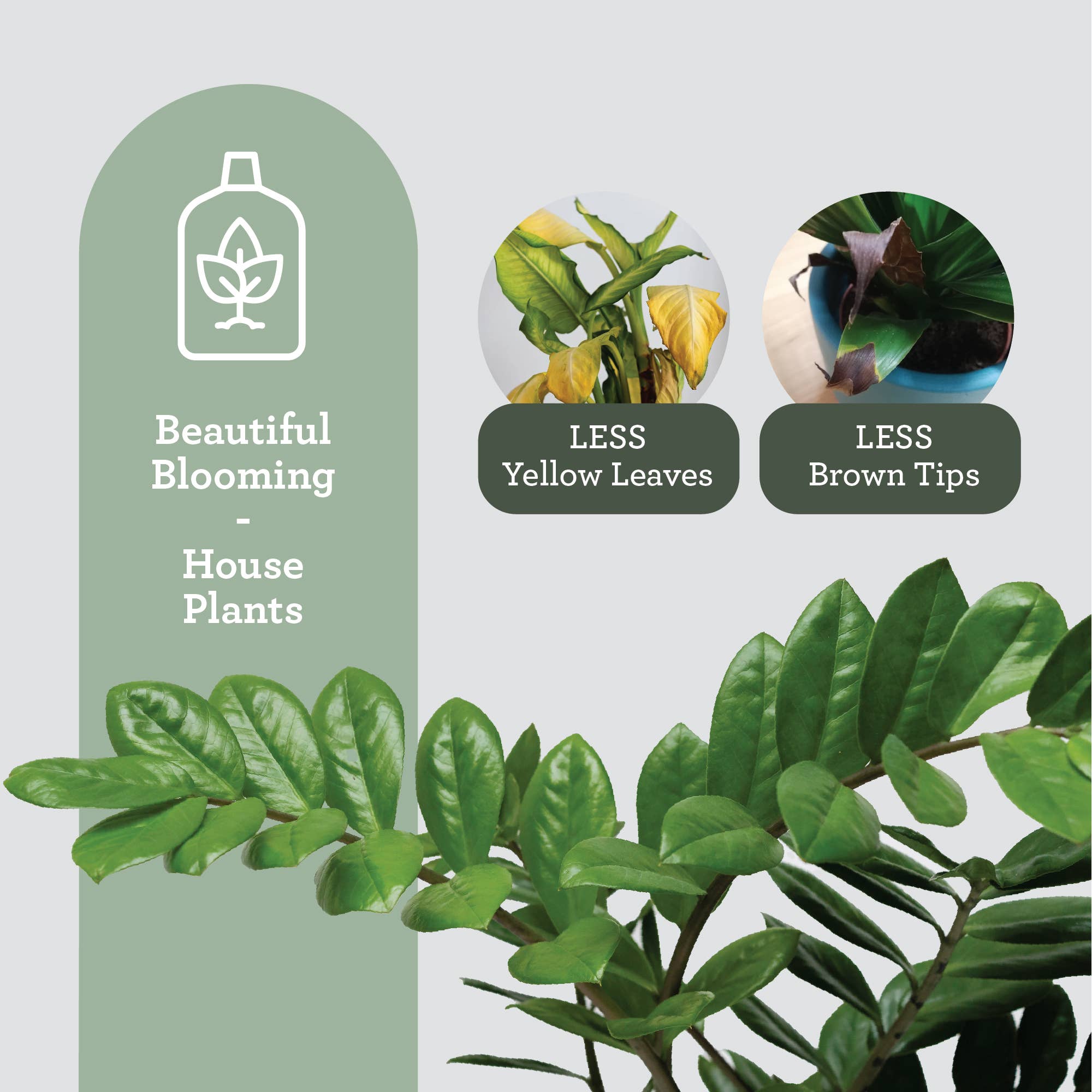 Generosa – Fertilizante por atacado – FERTILIZANTE LÍQUIDO ORGÂNICO | Alimento Vegetal Extrato de Algas Marinhas 50 ml2