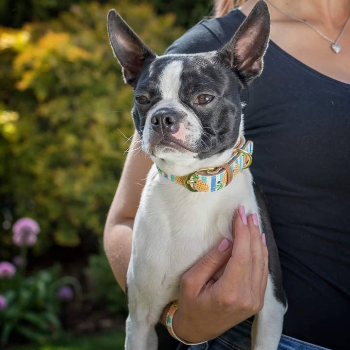 Friendship Collar – wholesale Pet collar – Dog – Pina Collarda4