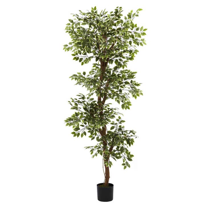 6’ Variegated Ficus Tree for wholesale by Silk Flower Depot
