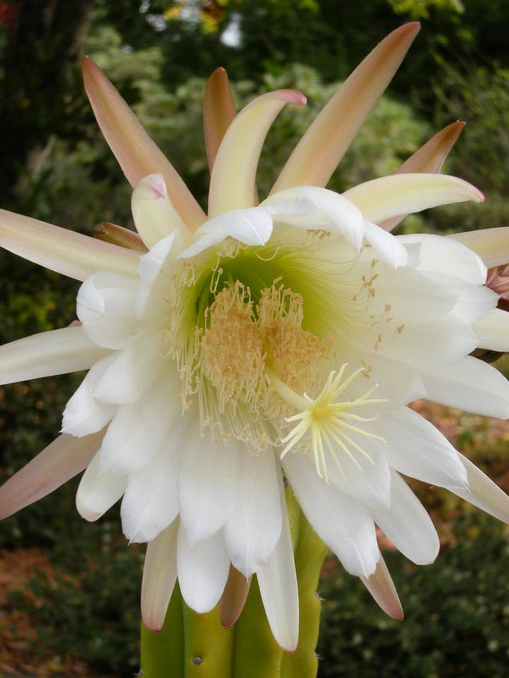 LUNAr HUachuma blossom Essence for wholesale by Rainbow Bliss Botanicals