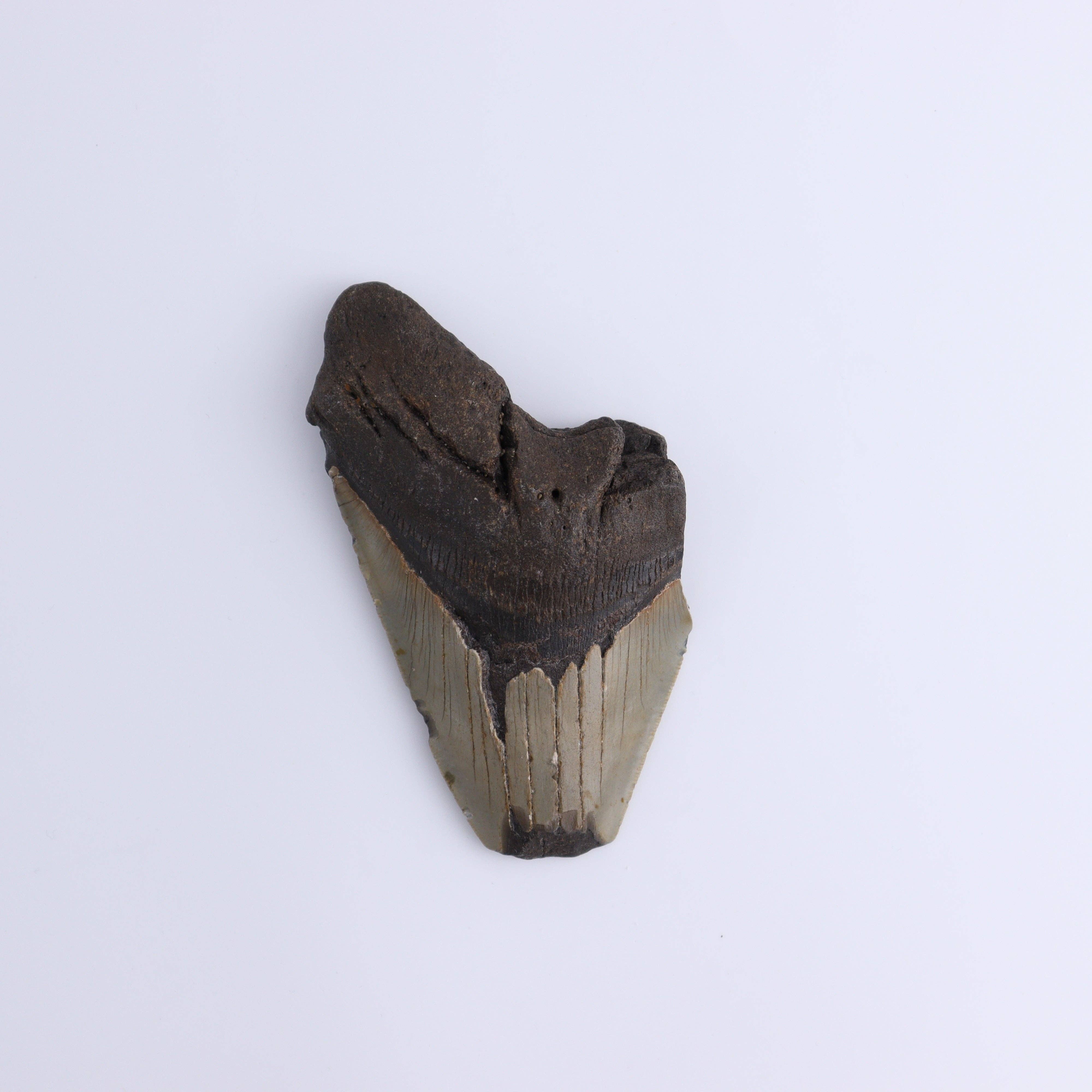 Mi Esperanza Minerals - Wholesale Spiritual Stone/Crystal - Megalodon Teeth Set of 44