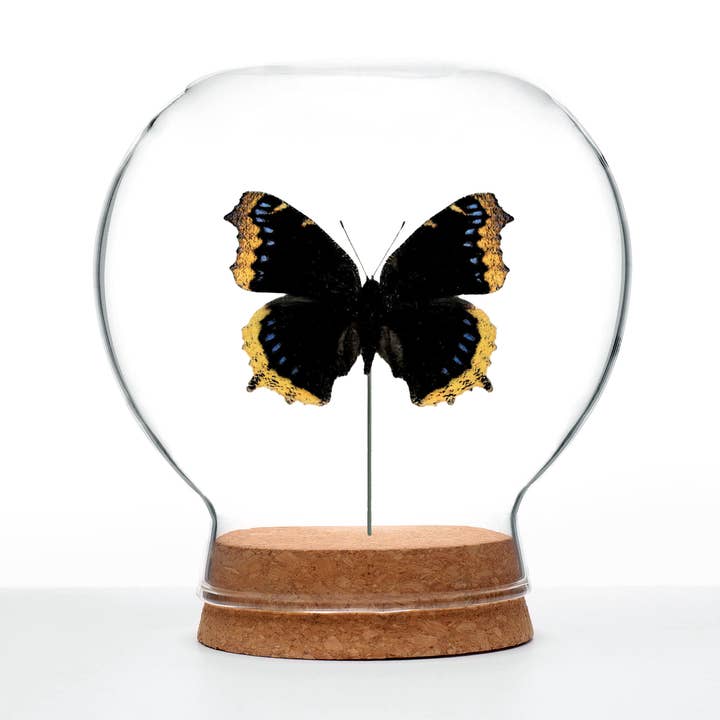 Mourning Cloak Butterfly Globe for wholesale by Green Beetle Shop