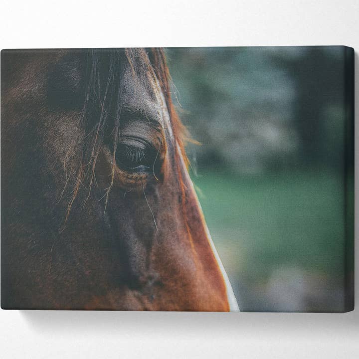 Brown Horse Gaze for wholesale by Simply Canvas Art