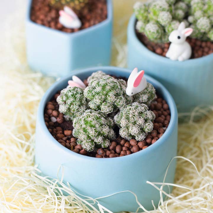 Best Plant Friend - Wholesale Live Plant - Thimble Mammillaria Cactus - Live Cactus in 2/4" Pot