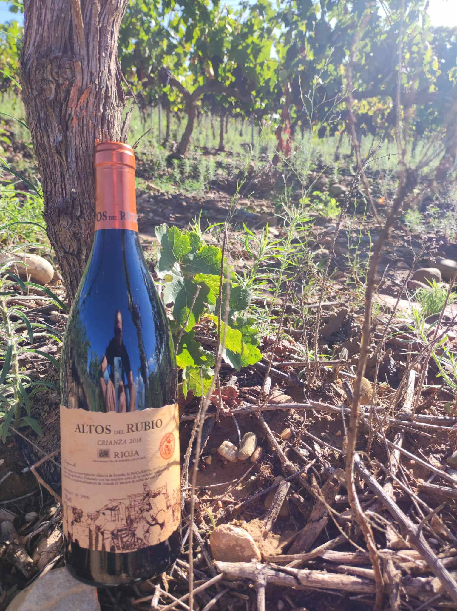 Viñedos y Bodegas Lyng – wholesale Rött vin – D.O.Ca. Crianza rödvin Rioja Altos del Rubio2