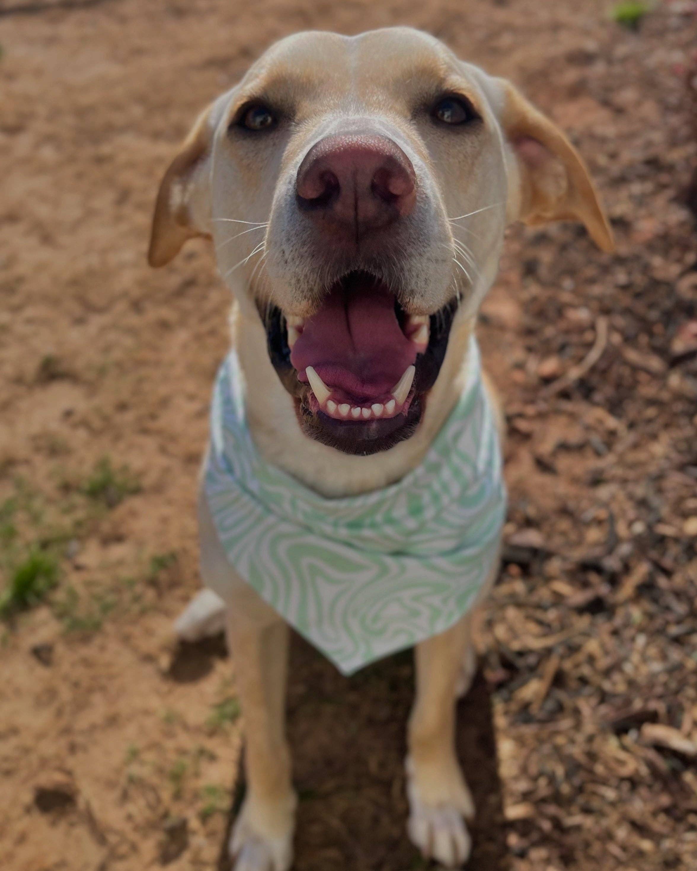 Mother Puppers Co. - Wholesale Pet Bandana - Dog - Pitty Pawty Bandana2