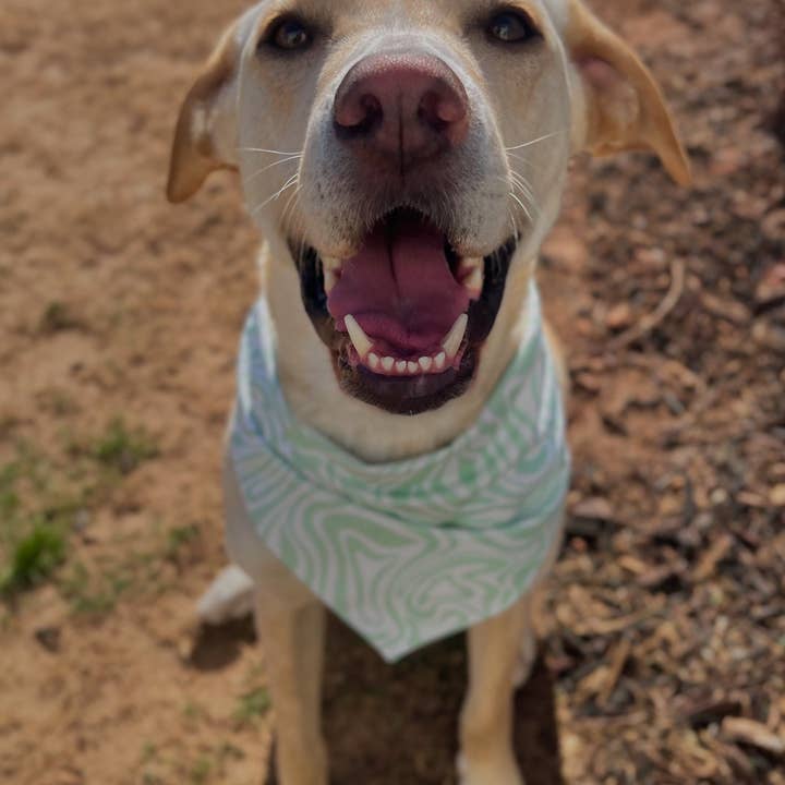 Mother Puppers Co. - Wholesale Pet Bandana - Dog - Pitty Pawty Bandana2