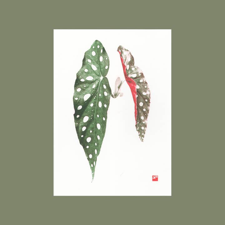 riso print - Leaf - Begonia Maculata - botanical print - A4 for wholesale by VrijFormaat