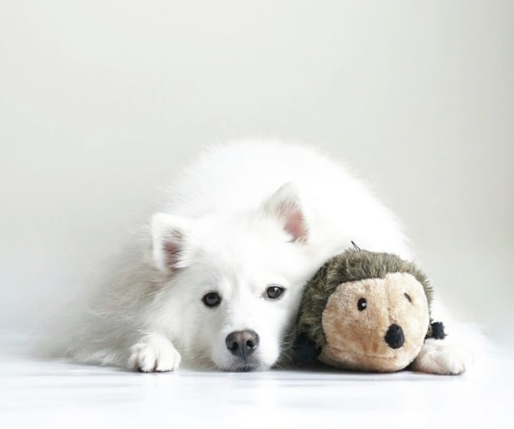 ZippyPaws - Wholesale Pet Plush Toy - Dog - Hedgehog - Large - Dog Toy3