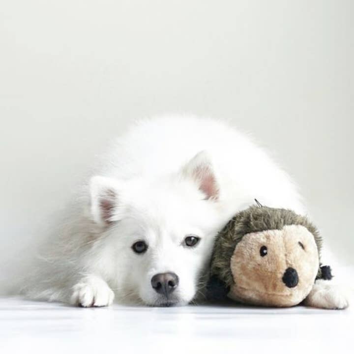 ZippyPaws - Wholesale Pet Plush Toy - Dog - Hedgehog - Large - Dog Toy3